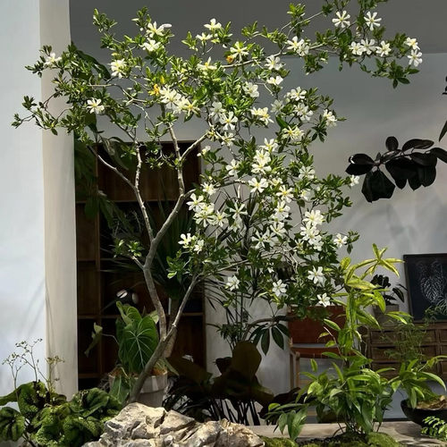 正宗海岛栀子花海岛春花四季常青