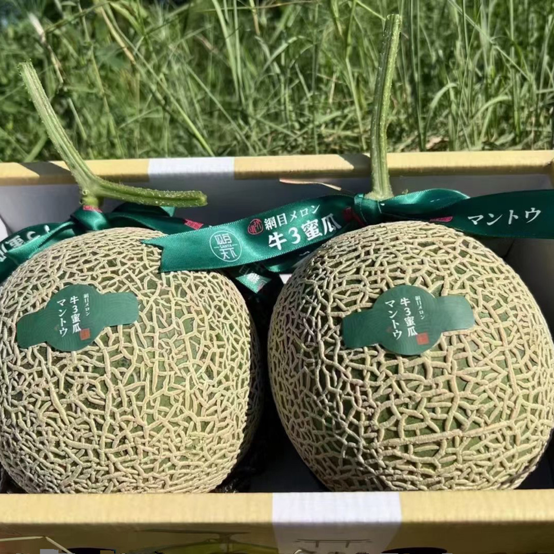 现摘现发新鲜网纹瓜冰淇淋蜜瓜日本品种网纹瓜牛3蜜 瓜礼盒装