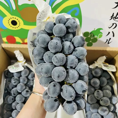 新鲜当季日本引进大地长野紫黑提肉饱满果香浓郁
