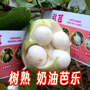 盐芭® 树熟品种芭乐陈老师芭乐软糯番石榴5斤 奶油芭乐