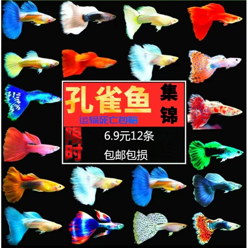 清洁小型热观活马天螺淡水好养活体小尾好养耐活