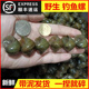 脆螺鲜活钓鱼饵料黑鲩螺蛳青挂钩薄壳小号田螺钓鱼 包邮 顺丰