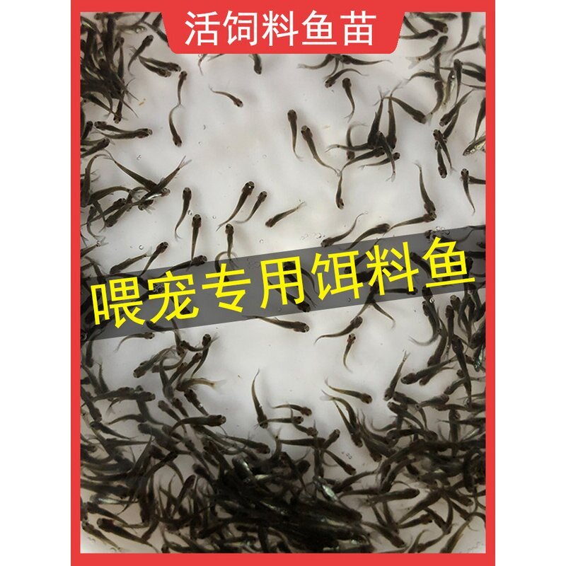 活饵料鱼苗喂鲈鱼鳜鱼乌龟食肉鱼种活体饲料小杂鱼淡水小鱼苗活食