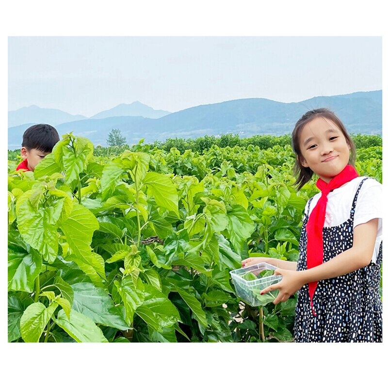 新鲜嫩桑叶蚕宝宝活体宠物饲料12345龄蚕桑叶1斤送养蚕工具桑树