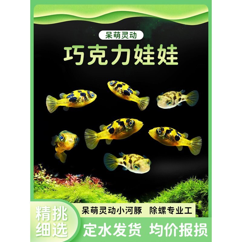 巧克力娃娃鱼河豚除螺蜗虫克星活体潜水艇草缸宠物小型热带观赏鱼