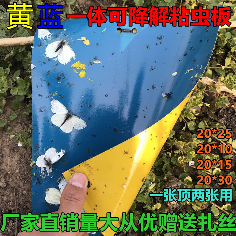 黄蓝一体粘虫板双面强力蓝板蓟马克星黄板诱杀白飞虱大棚茶园专用