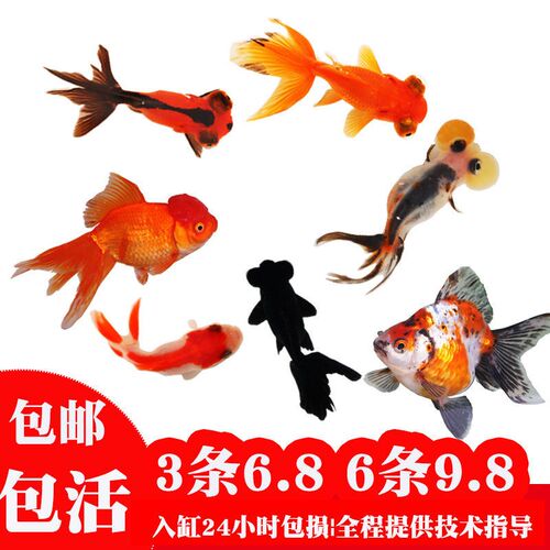 水泡金鱼鱼苗价格 水泡金鱼鱼苗图片 星期三 水泡金鱼鱼苗价格 水泡金鱼鱼苗图片 星期三