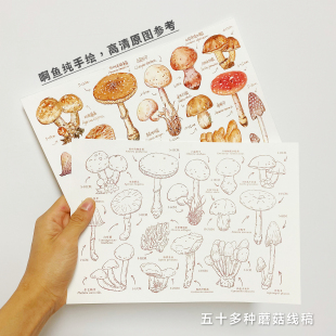 百科全书水彩线稿本涂色纸宝虹300g棉浆钢笔淡彩填色纸新手线稿