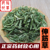 自然晒干散装 野生道地新货 中草药 中药材 伸筋草