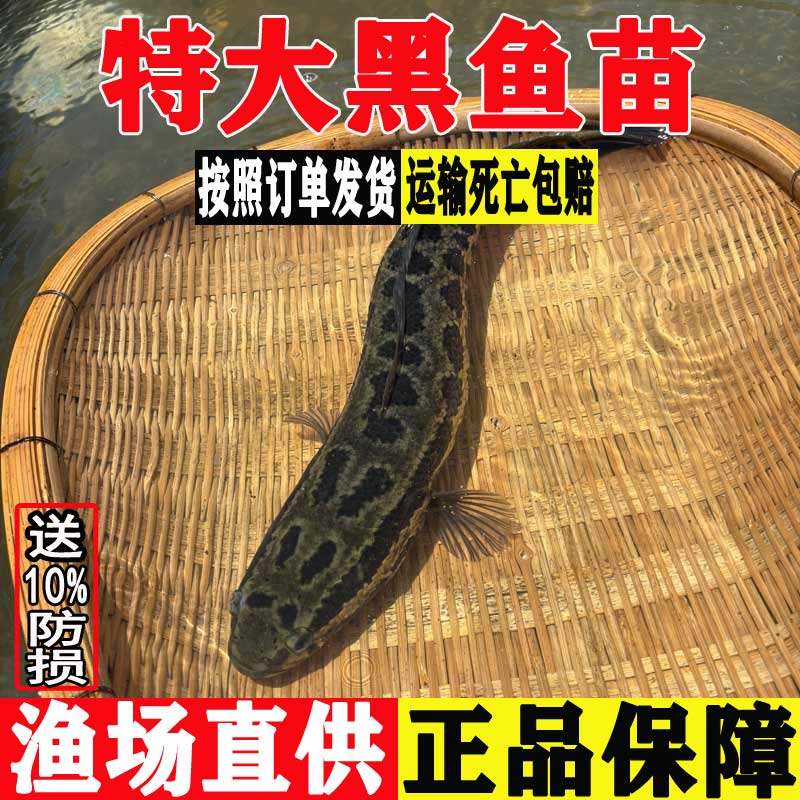 乌鳢鱼淡水养殖好养可食用特大黑鱼苗冷水小财鱼苗杂交凶猛观赏鱼,宠物/宠物食品及用品,鱼,淘宝优惠券,粉丝福利购,淘宝优惠卷