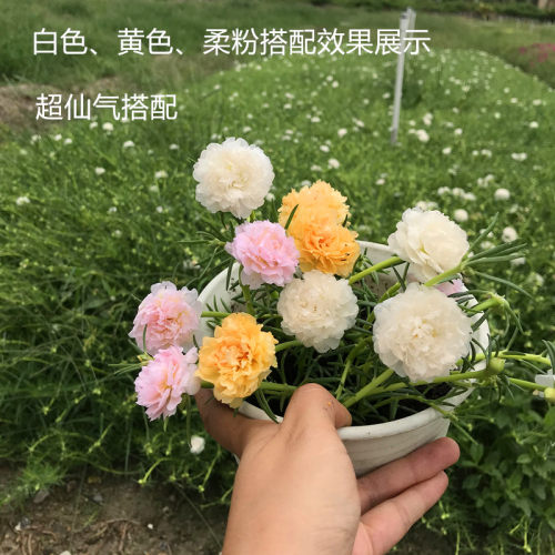 重瓣太阳花苗松叶牡丹销量排行榜 重瓣太阳花苗松叶牡丹品牌热度排名 小麦优选