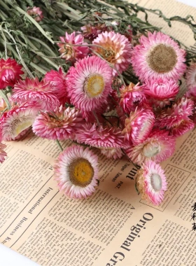 麦秆菊干花七彩菊雏菊干花花束七夕情人节花束花材场景布置花