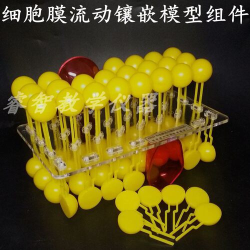 3223细胞膜流动镶嵌模型组件33304磷脂蛋白质分子20*10*11cm组装