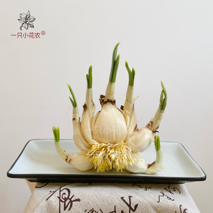 漳州水仙花种球八字侧切切好养护好水培盆栽水养单瓣重瓣复瓣春节