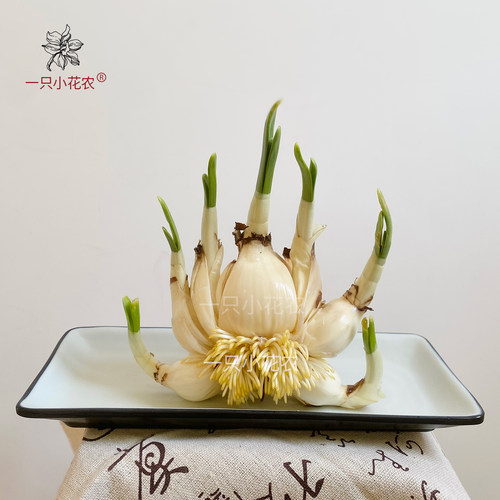 八字侧切养好漳州水仙花