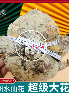 漳州水仙花种球超级大花王重瓣单瓣复瓣大球盆栽水养植物水培球根