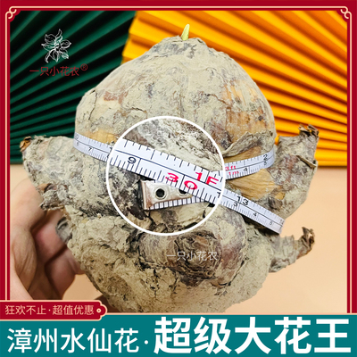 漳州水仙花种球超级大花王