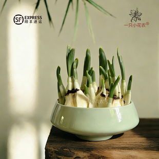 顺丰发货/漳州水仙花种球含盆陶瓷盆水培盆栽单瓣重瓣复瓣已养护