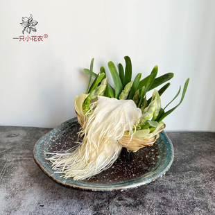 花王雕刻好养护好矮化漳州水仙花种球水培礼盒装送礼单瓣年宵花