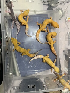 豹纹守宫蜜橘白化阳光贝尔银河等小亚成温顺爬宠萌宠懒人宠物异宠