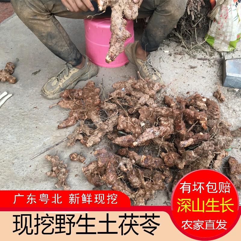 野生土茯苓500g农家现挖现发硬饭头深山新鲜土茯苓整个配五指毛桃