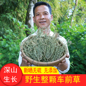 野生车前草干500g农家自晒无硫车前草茶整颗可配淡竹叶甘草泡煮水