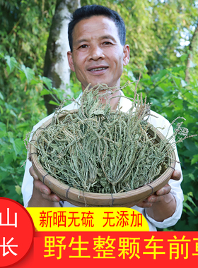 野生车前草干500g农家自晒无硫车前草茶整颗可配淡竹叶甘草泡煮水