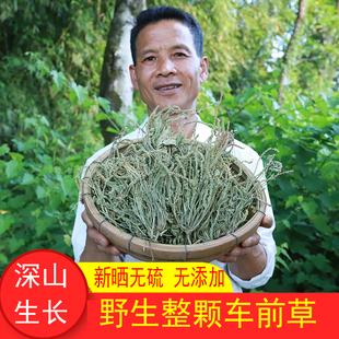野生车前草干500g农家自晒无硫车前草茶整颗可配淡竹叶甘草泡煮水