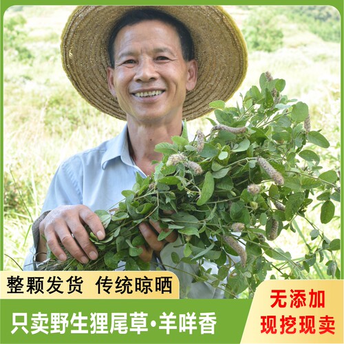 野生狸尾草干货中草药羊咩香无硫