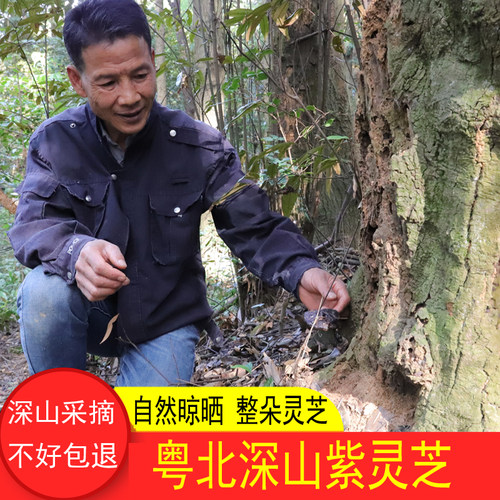 深山整朵灵芝林芝干货野生紫灵芝
