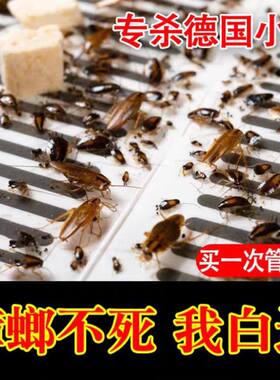 超强力曱甴药商用樟榔脏章郎狼甲由曱甴螳螂药粉末状诱饵杀蟑螂药