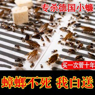 超强力曱甴药商用樟榔脏章郎狼甲由曱甴螳螂药粉末状诱饵杀蟑螂药