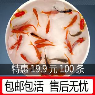 金鱼活鱼草金鱼活体小型观赏鱼冷水鱼淡水鱼龙睛红帽饲料鱼