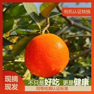 薄皮橙子特级10斤四川资中血橙新鲜水果当季整箱8斤礼盒有机食品