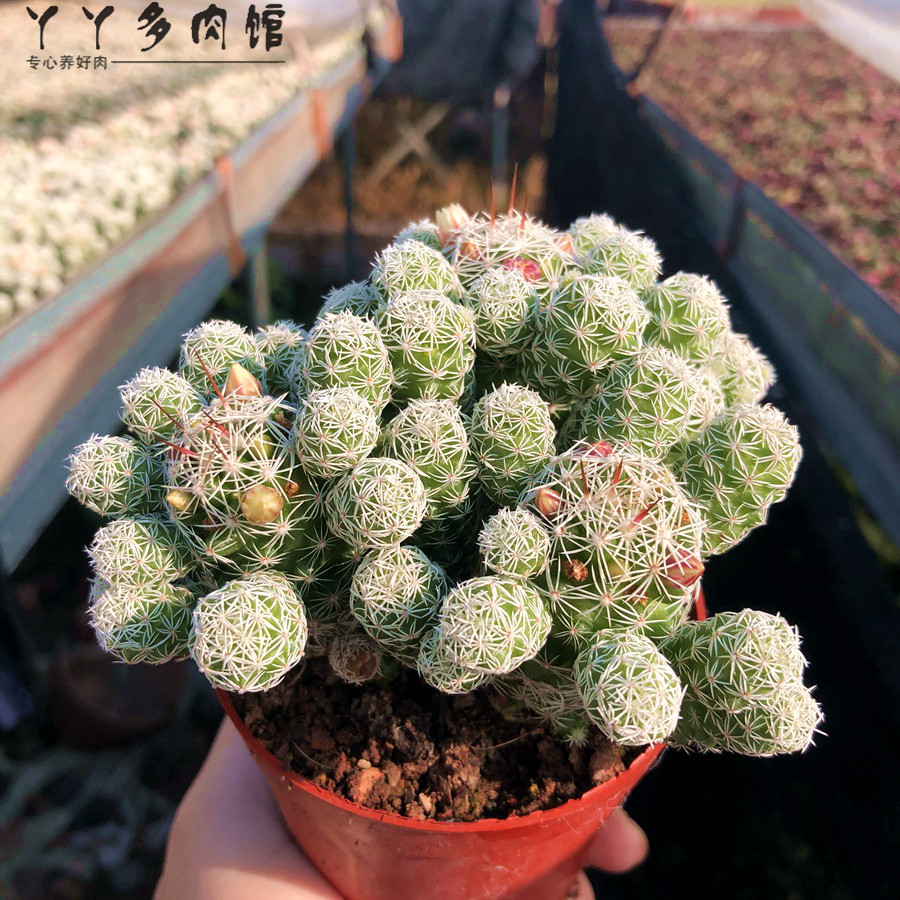 白鸟超萌仙人球多肉仙人掌办公室电脑桌面客厅组合盆栽防辐射美观