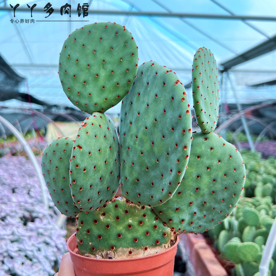 红太古 米奇耳朵巨型仙人掌室外阳台精品多肉植物适合新手可露养