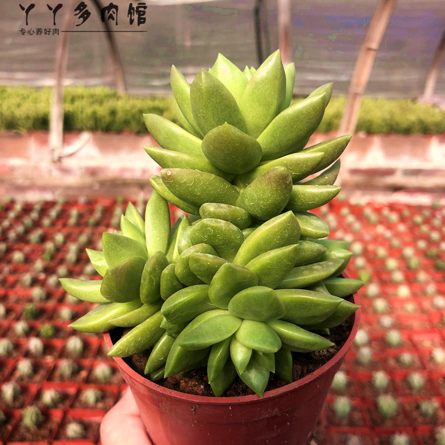 青丽多头群生多肉植物组合盆栽办公室内阳台客厅防辐射吸甲醛推荐