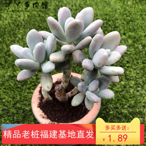 白美人多肉多少钱 白美人多肉价格 小麦优选