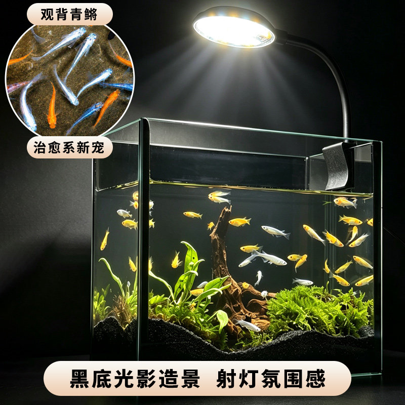 观背青鳉鱼造景套餐好养不打氧