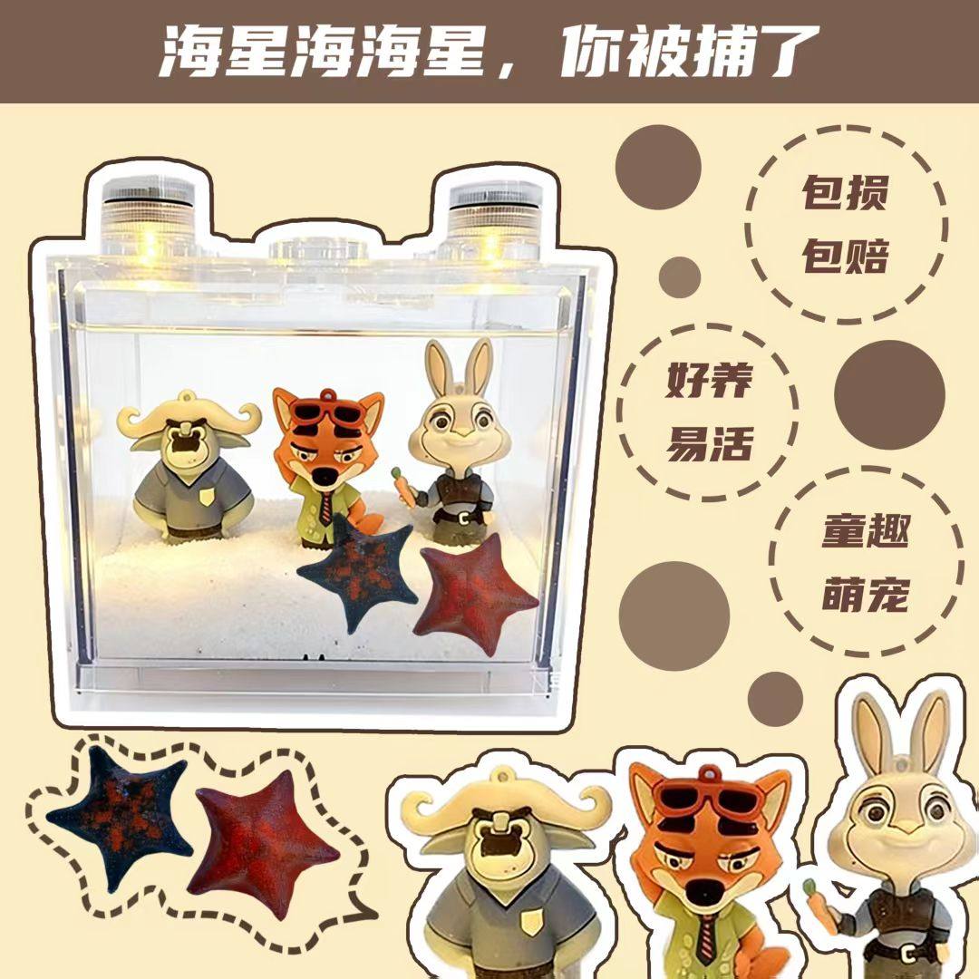 网红海星懒人桌面观赏饲养套餐