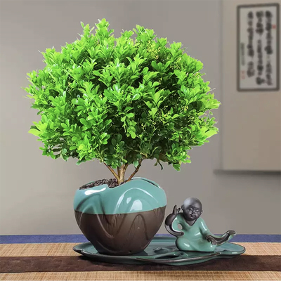 米兰花盆栽四季常青阳台芳香植物