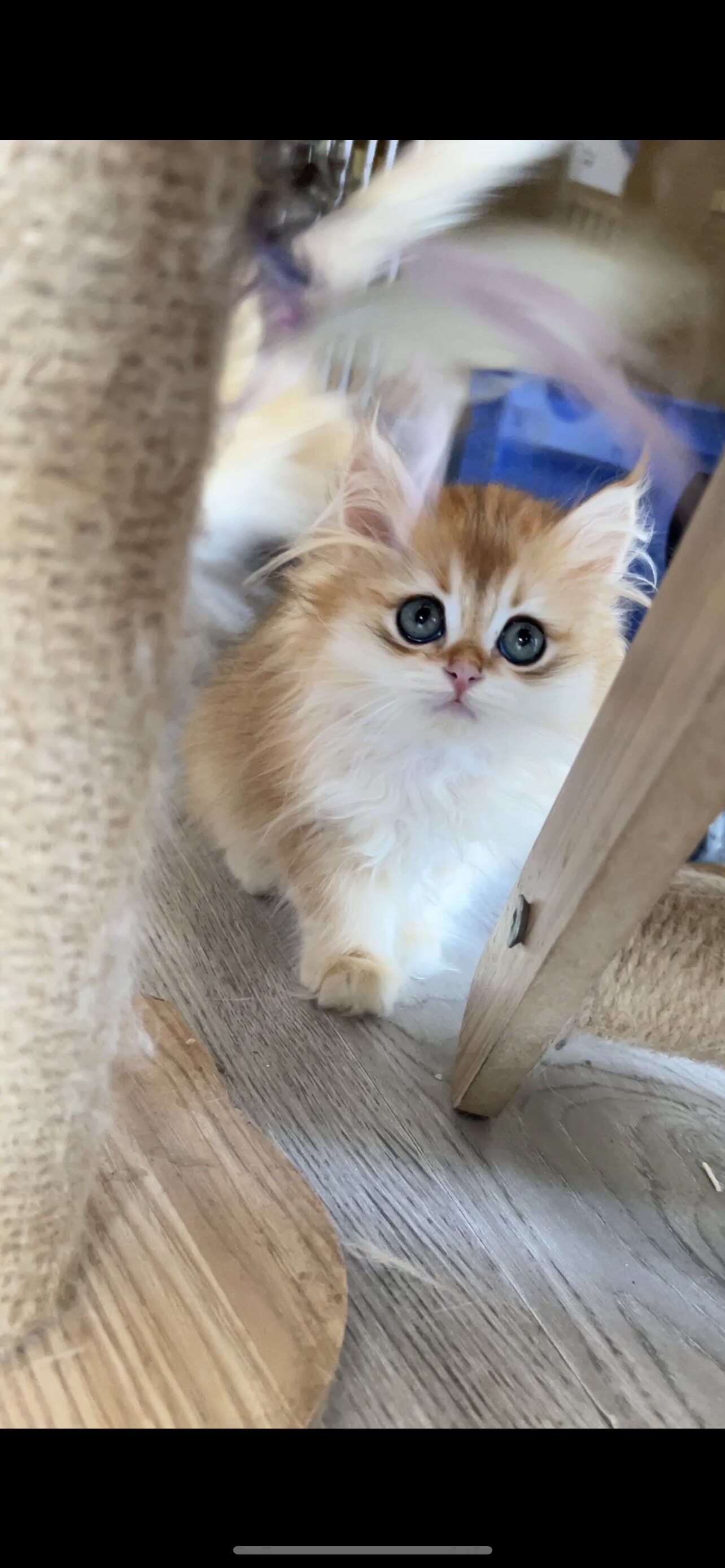 金渐层长毛幼猫12色赛级纯种ny12活体宠物