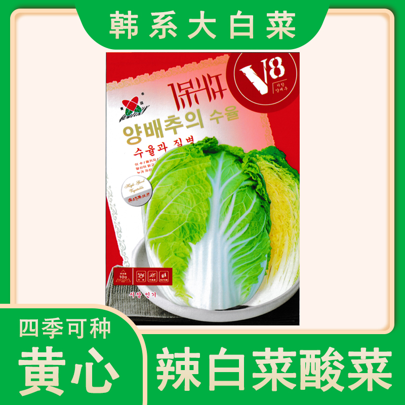 保收V8韩国辣白菜东北酸菜大小黄心白菜种子菜籽蔬菜种子种苗园艺