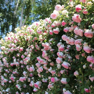 花种籽子四季 播种开花爬藤攀援花卉植物景观孑 蔷薇花种子爬藤月季