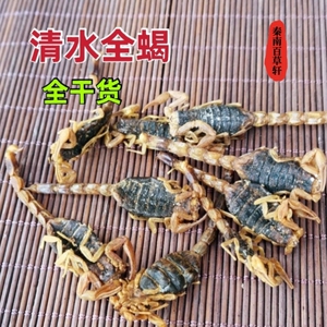 全蝎 全虫 清水蝎子 正品无硫货 非家养50克