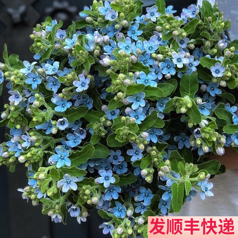 蓝星花鲜花鲜切花基地直发