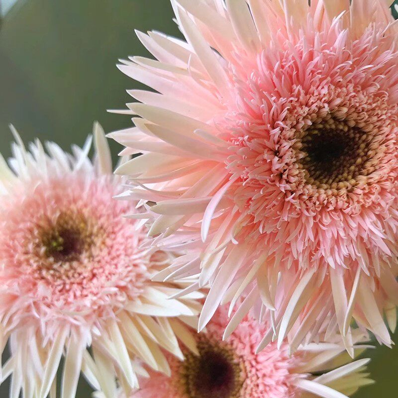 非洲菊拉丝菊粉色云南斗南鲜花基地直发昆明花卉市场批鲜切花发