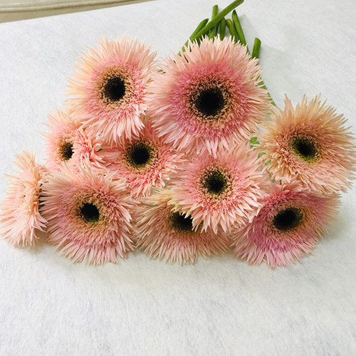 拉丝非洲菊鲜花素材模板 拉丝非洲菊鲜花图片下载 小麦优选