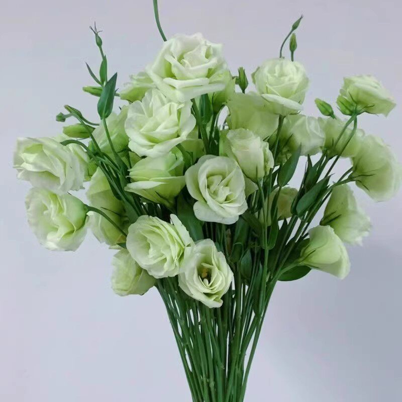 冰淇淋洋桔梗斗南鲜花基地直发云南昆明花卉市场批花市发激鲜切花