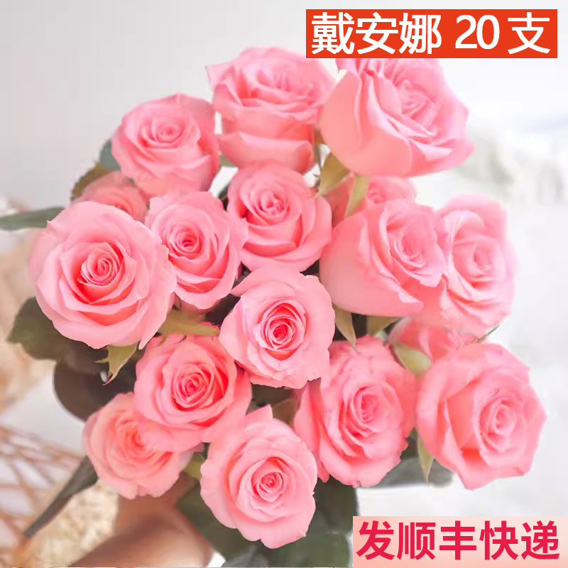 戴安娜粉色玫瑰花基地直发